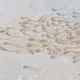 A close-up view of the fossil.